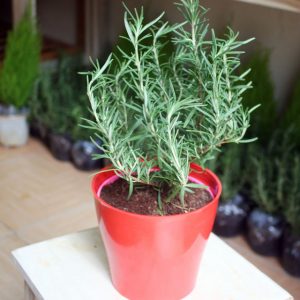 Thanh lọc không gian sống với lá hương thảo rosemary