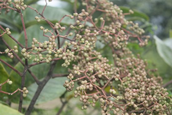 Cây mắc khén là cây gì Cây mắc khén là cây gì