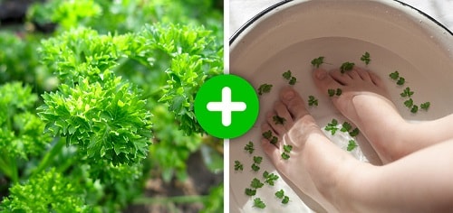 ngâm chân với rau ngò để trị gót chân bị nứt đen