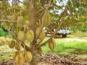 tác dụng của sầu riêng tác dụng của sầu riêng