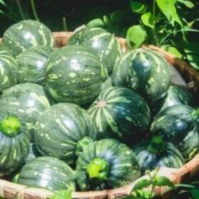 4 món ăn từ bí ngô bao tử giúp nỗi lo tăng cân không còn