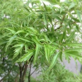 Dùng lá dinh lăng lợi sữa không? Cách sử dụng đúng