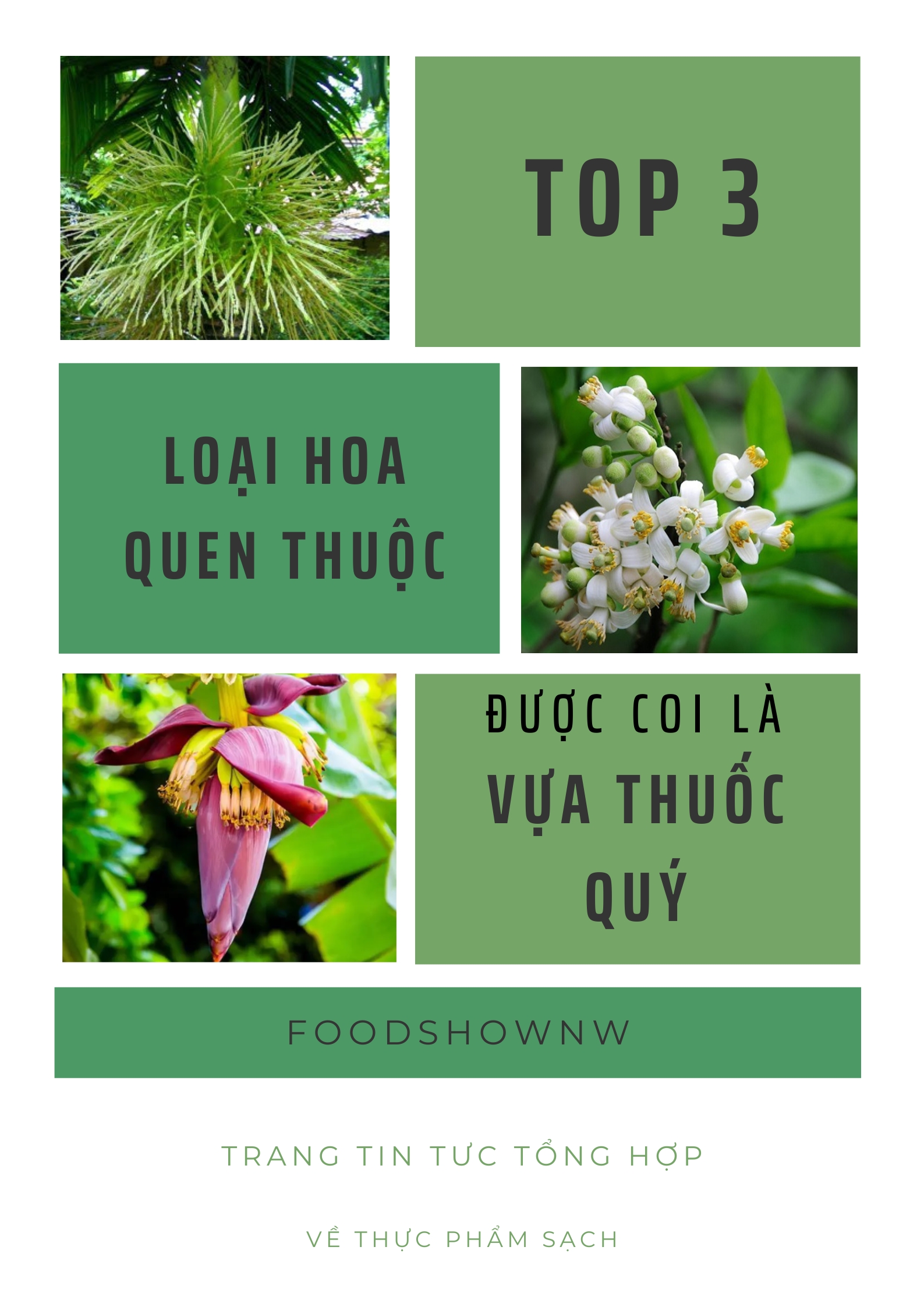 TOP 3 loại hoa quen thuộc trong vườn nhà bạn được coi là “Vựa Thuốc Quý” và món ăn bổ dưỡng từ chúng
